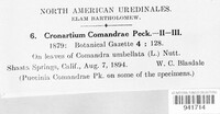 Cronartium comandrae image